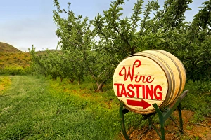 Lake Chelan Prints: USA, Washington, Lake Chelan. Spring barrel tasting is a popular draw to the Lake