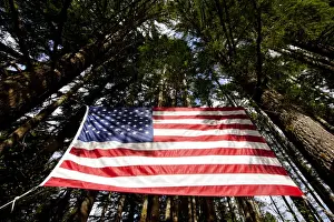 Patriotism Prints: USA, Washington, Large American flag hanging from Douglas Fir trees in rainforest