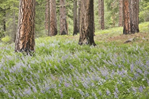 Leavenworth Prints: USA, Washington, Leavenworth. Forest and lupine flowers