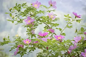 Leavenworth Prints: USA, Washington, Leavenworth. Scenic of Woods rose flowers