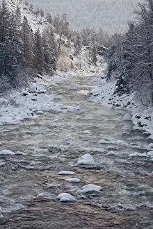 Leavenworth Prints: USA, Washington, Leavenworth. Snow-covered trees lining Wenatchee River in winter