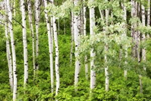 Leavenworth Prints: USA, Washington, Leavenworth. Stand of aspen trees in forest