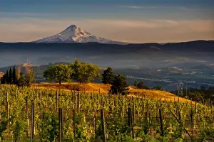 Images Dated 22nd June 2014: USA, Washington, Lyle. Mt. Hood from Memaloose Wines vineyard along the Columbia