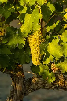 Images Dated 20th August 2014: USA, Washington, Mabton. Red Willow vineyard supplies viognier grapes to many of