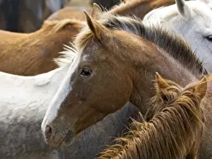 Images Dated 27th April 2006: USA, Washington, Malaga, Horse head profile in corral after roundup