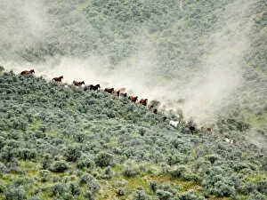 USA, Washington, Malaga, Running horses stirring dust during roundup. Credit as