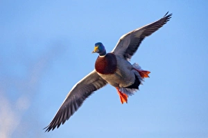 Images Dated 18th February 2009: USA, Washington, Mallard Duck