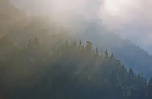 Douglas Fir Prints: USA, Washington, Maple Grove. Coastal forest in morning fog