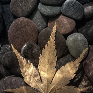 Images Dated 25th November 2015: USA, Washington. Maple leaf on rocks