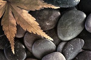Images Dated 25th November 2015: USA, Washington. Maple leaf on rocks