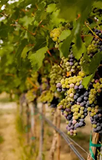 USA, Washington, Mattawa. Cabernet franc block of Weinbau vineyard, a part of Sagemoor