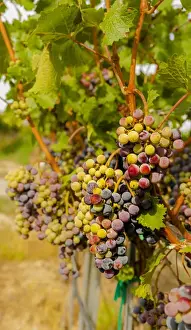 Cabernet Franc Prints: USA, Washington, Mattawa. Cabernet franc block of Weinbau vineyard, a part of Sagemoor