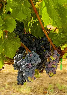 Images Dated 21st August 2014: USA, Washington, Mattawa. Cabernet franc block of Weinbau vineyard, a part of Sagemoor