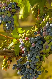 Images Dated 21st August 2014: USA, Washington, Mattawa. Cabernet franc block of Weinbau vineyard, a part of Sagemoor