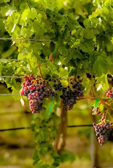 Grenache Prints: USA, Washington, Mattawa. Grenache block in Weinbau vineyard, a part of Sagemoor
