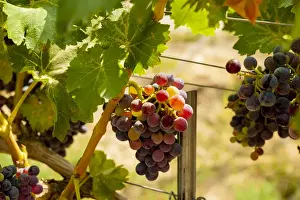 USA, Washington, Mattawa. Merlot grapes in Weinbau vineyard, a part of Sagemoor Vineyards
