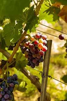 Merlot Prints: USA, Washington, Mattawa. Merlot grapes in Weinbau vineyard, a part of Sagemoor Vineyards