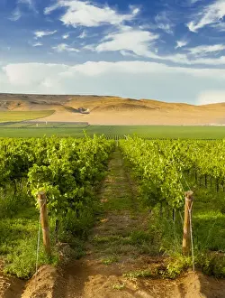 Images Dated 21st August 2014: USA, Washington, Mattawa. Stone Tree Vineyard is on the Wahluke slope