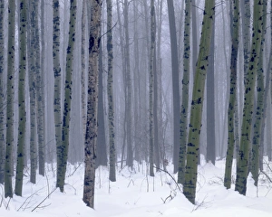Methow Valley Prints: USA, Washington, Methow Valley, Aspen forest in winter