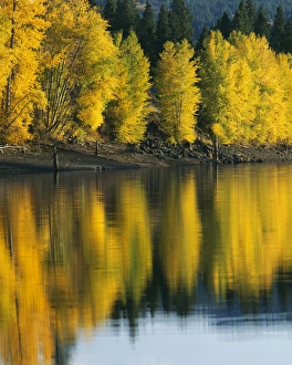 Aspen Prints: USA, Washington, Methow Valley, Patterson Lake, Aspen trees
