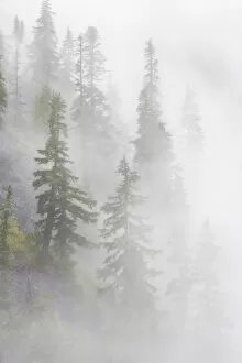 Images Dated 21st September 2006: USA, Washington, Mount Baker Wilderness, Cascade Mountains. Dense fog blankets mountainside forest