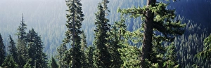 Images Dated 15th February 2013: USA, Washington, Mount Rainer National Park, Old growth forest above Chinnok creek