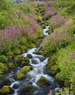Moss Prints: USA, Washington, Mount Rainier National Park, Pink Monkey Flowers growing along stream