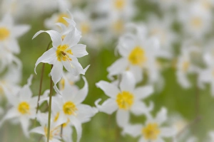 USA, Washington, Mount Rainier National Park. Close-up of avalanche lilies. Credit as