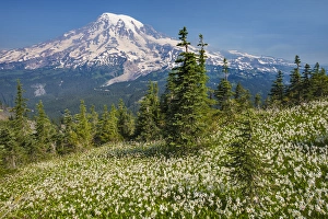 USA, Washington, Mount Rainier National Park. Avalanche lilies and Mount Rainier