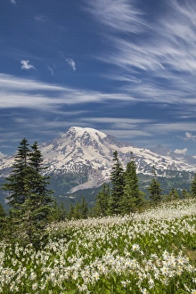 USA, Washington, Mount Rainier National Park. Avalanche lilies and Mount Rainier