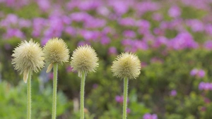 USA, Washington, Mount Rainier National Park. Close-up of western pasque flower seed heads