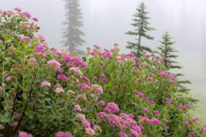 Images Dated 2nd August 2013: USA, Washington, Mount Rainier National Park. Close-up of wildflowers. Credit as