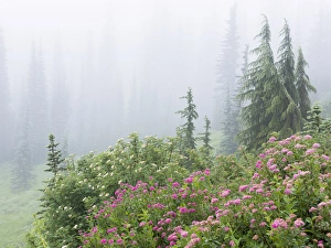 Images Dated 2nd August 2013: USA, Washington, Mount Rainier National Park. Wildflowers in misty forest. Credit as