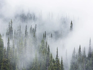 Images Dated 2nd August 2013: USA, Washington, Mount Rainier National Park. Landscape of fog in forest. Credit as