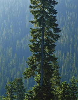 Images Dated 19th March 2010: USA, Washington, Mount Ranier National Park, Old-growth forest above Chinook Creek