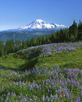 Charles Gurche Prints: USA, Washington, Mt, Adams Wilderness, Meadows, Mt. Rainer in distance
