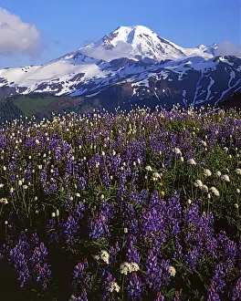 Charles Gurche Prints: USA, Washington, Mt. Baker Snoqualmie National Forest, Meadows