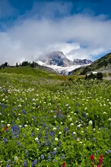 USA, Washington, Mt. Rainier. Morning sun blankets Mt. Rainier along the Skyline Trail