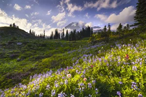 USA, Washington, Mt. Rainier National Park. Mountain meadow with wildflowers
