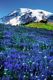 Volcanic Prints: USA, Washington, Mt. Rainier National Park. Mt. Rainier looms over a meadow of broadleaf