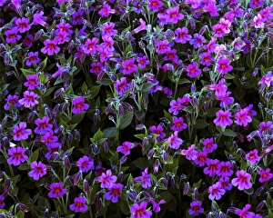 USA, Washington, Mt. Rainier National Parks, Lewis Monkeyflower