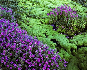 USA, Washington, Mt. Rainier National Parks, Lewis Monkeyflower