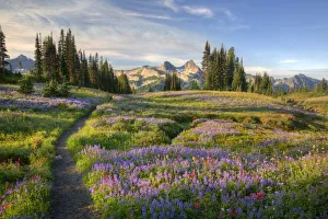 Images Dated 17th August 2009: USA, Washington, Mt. Rainier NP, Tatoosh Range and wildflowers, view from Mazama Ridge