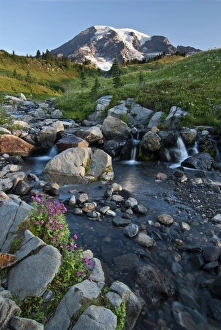 Images Dated 27th August 2009: USA, Washington, Mt. Rainier NP. Edith Creek in Paradise Meadows under Mt. Rainier