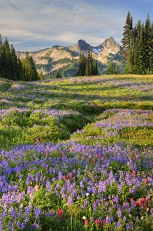 USA, Washington, Mt. Rainier NP, Tatoosh Range and wildflowers, view from Mazama Ridge