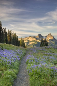 Images Dated 17th August 2009: USA, Washington, Mt. Rainier NP, Tatoosh Range and wildflowers, view from Mazama Ridge