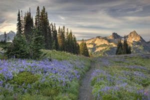 USA, Washington, Mt. Rainier NP, Tatoosh Range and wildflowers, view from Mazama Ridge