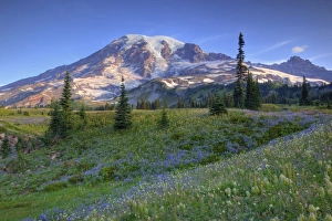 USA, Washington, Mt. Rainier NP, Mt. Rainier and wildflowers at Mazama Ridge