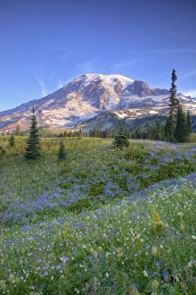 Images Dated 17th August 2009: USA, Washington, Mt. Rainier NP, Mt. Rainier and wildflowers at Mazama Ridge