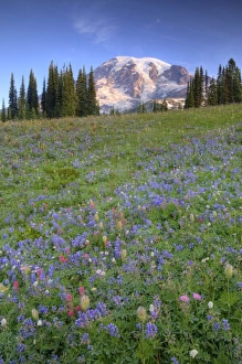Images Dated 17th August 2009: USA, Washington, Mt. Rainier NP, Mt. Rainier and wildflowers at Mazama Ridge
